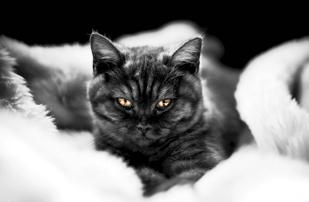 Британская короткошёрстная кошка черно белая