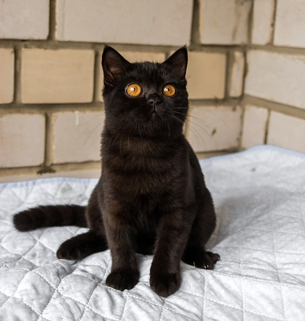 Британская короткошёрстная кошка черныйъ