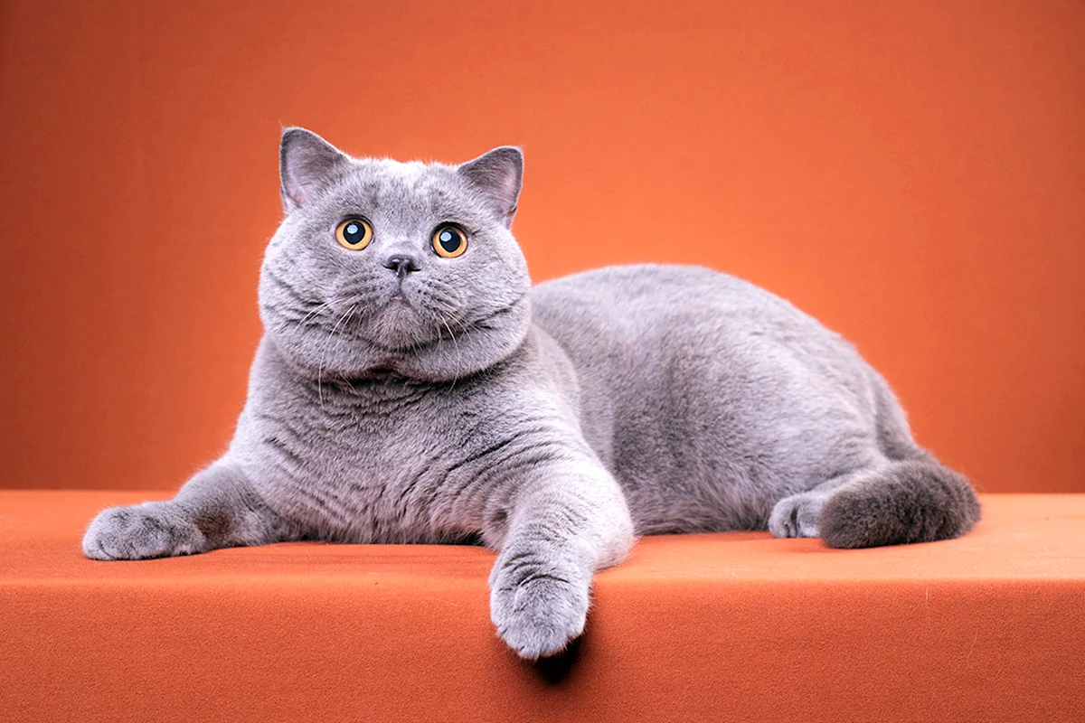 Британская короткошёрстная кошка голубая