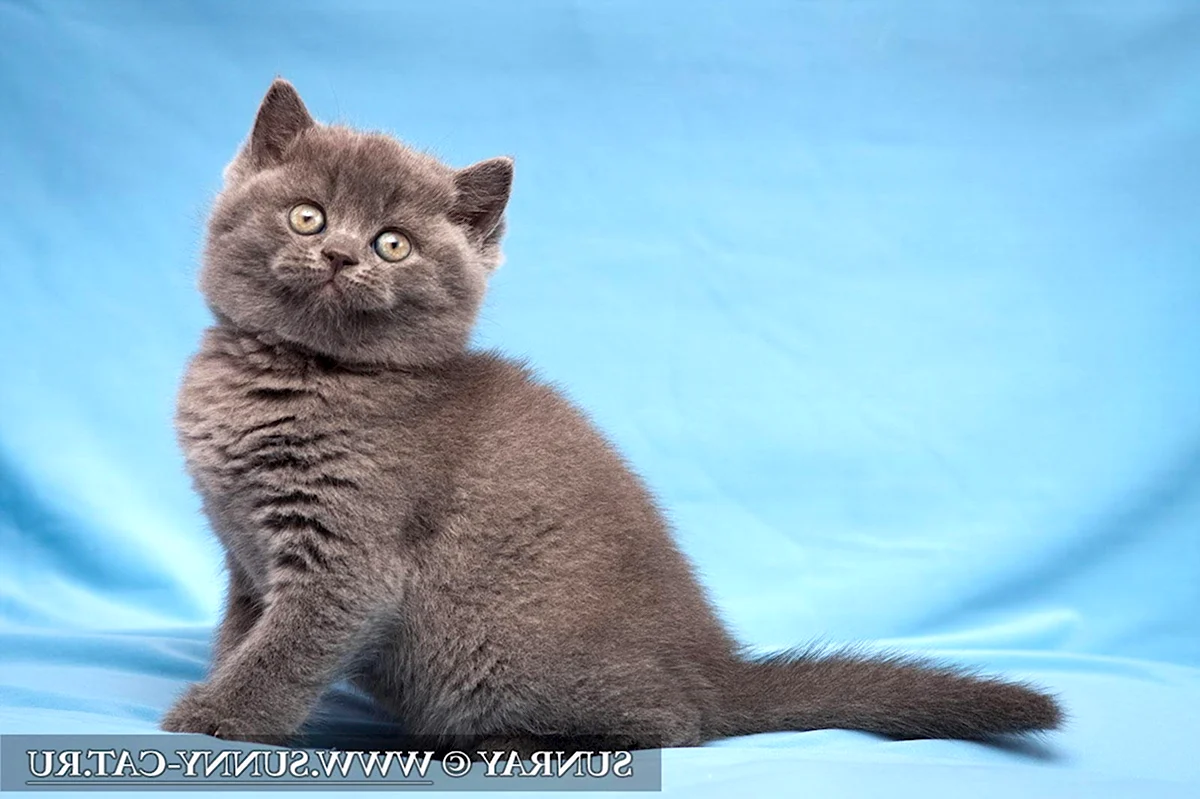Британская короткошёрстная кошка голубого окраса