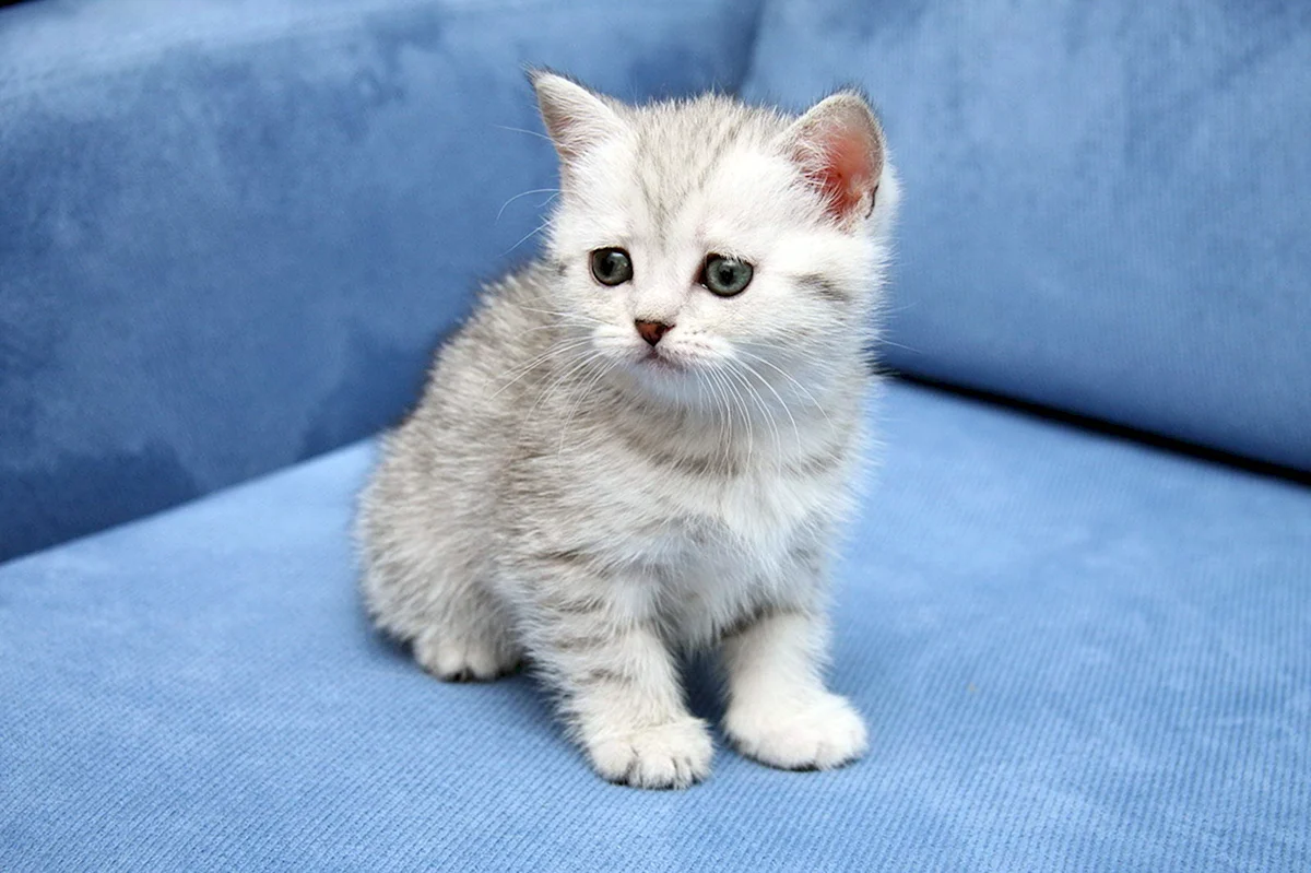 Британская короткошёрстная кошка маленькая