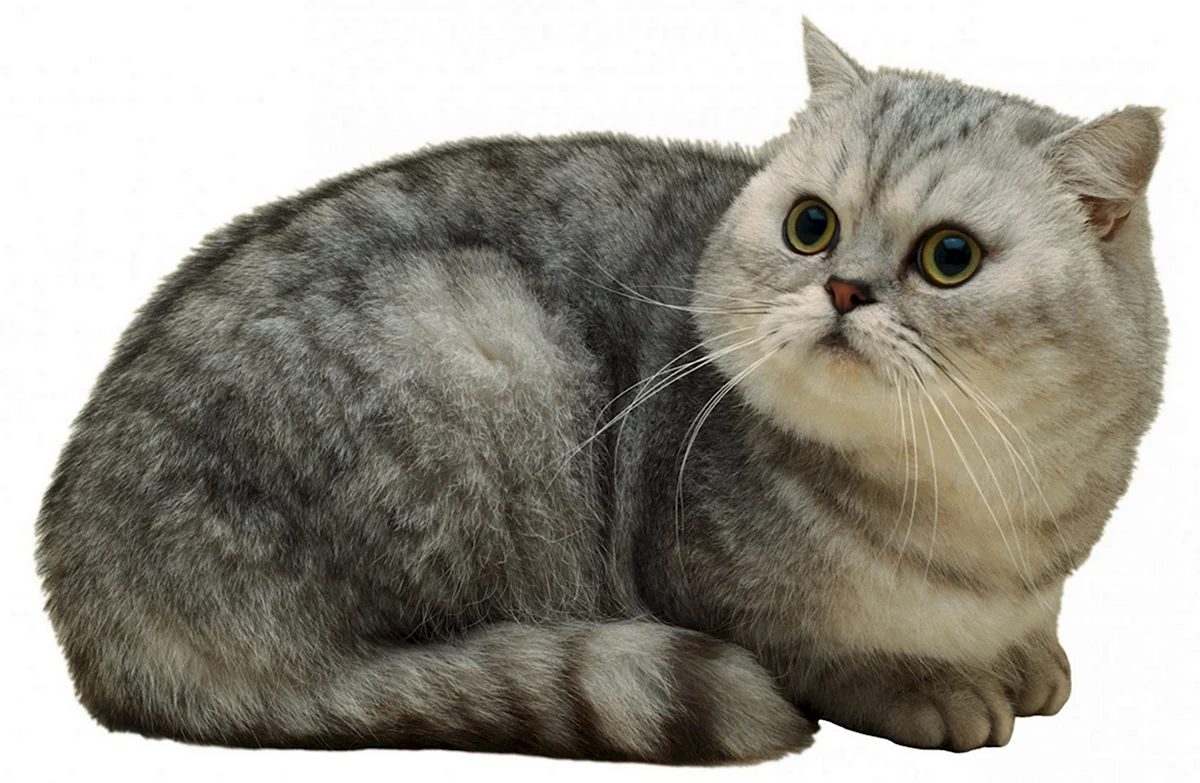 Британская короткошёрстная кошка на белом фоне