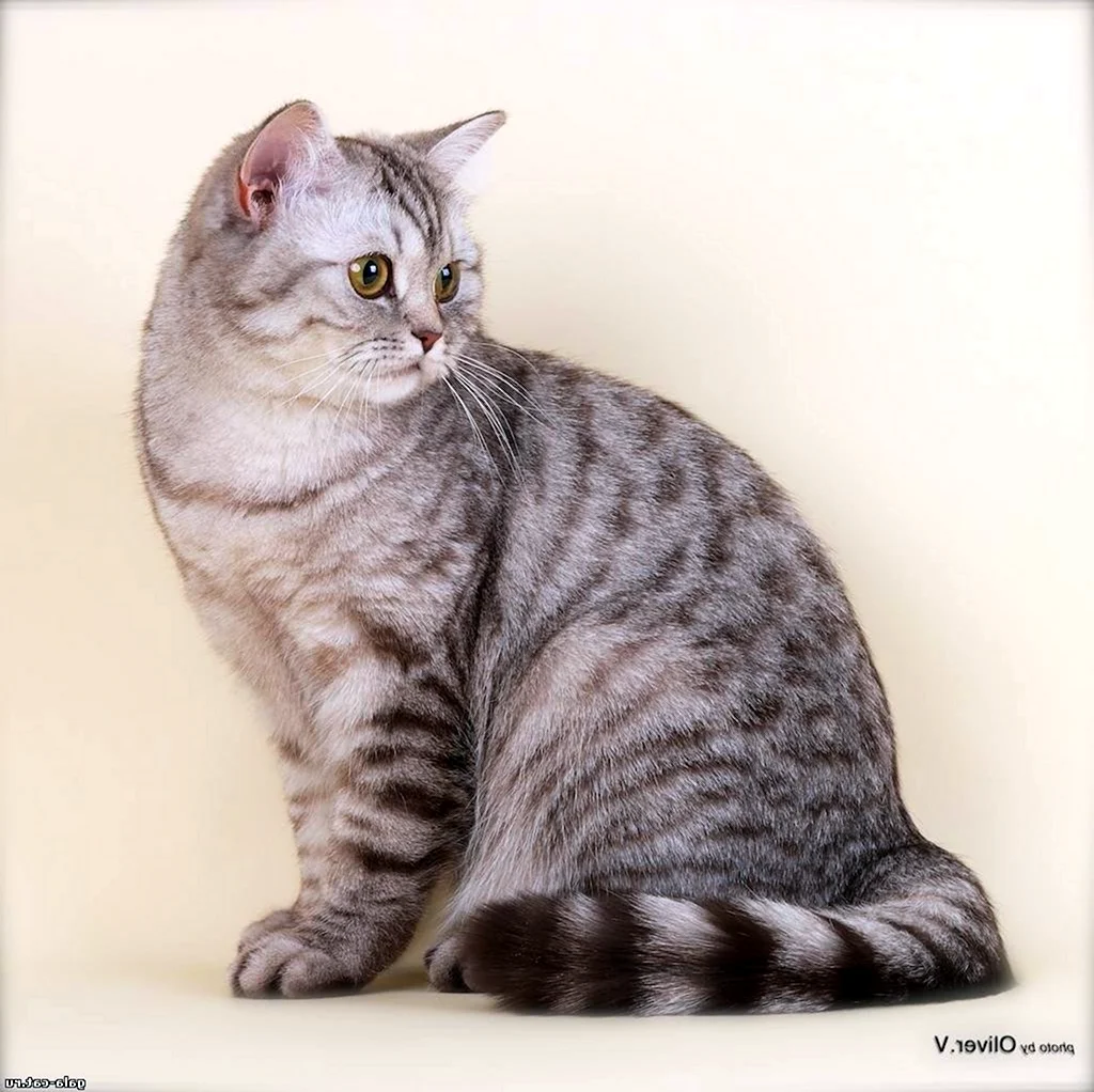 Британская короткошёрстная кошка серая полосатая