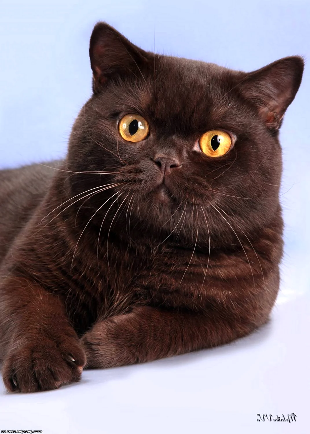Британская короткошёрстная кошка шоколад