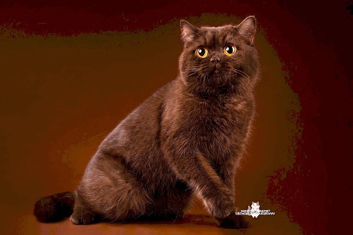 Британская короткошёрстная кошка шоколадная