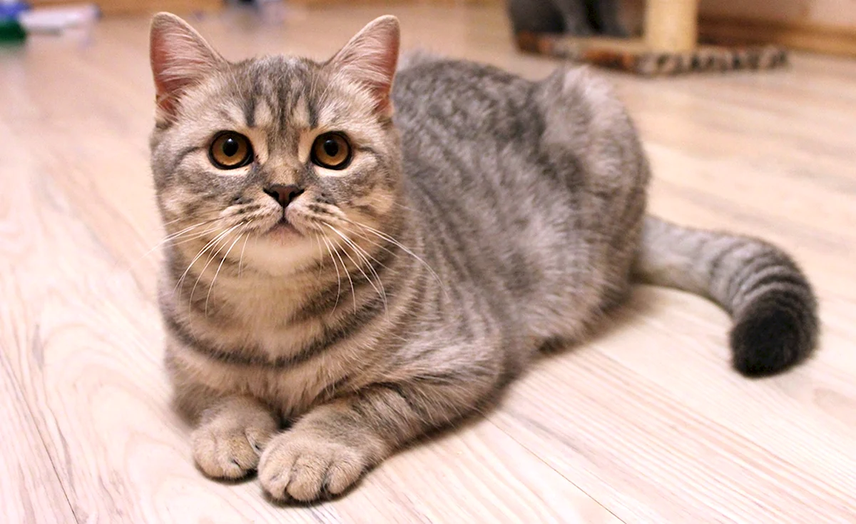 Британская кошка короткошерстная полосатая
