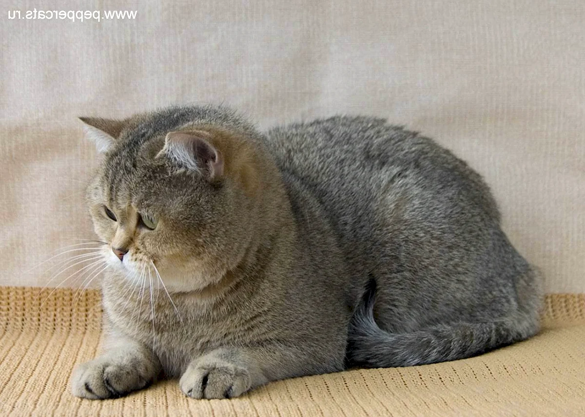 Британская кошка тикированная шиншилла