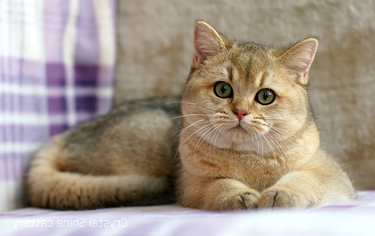 Британская кошка Золотая шиншилла