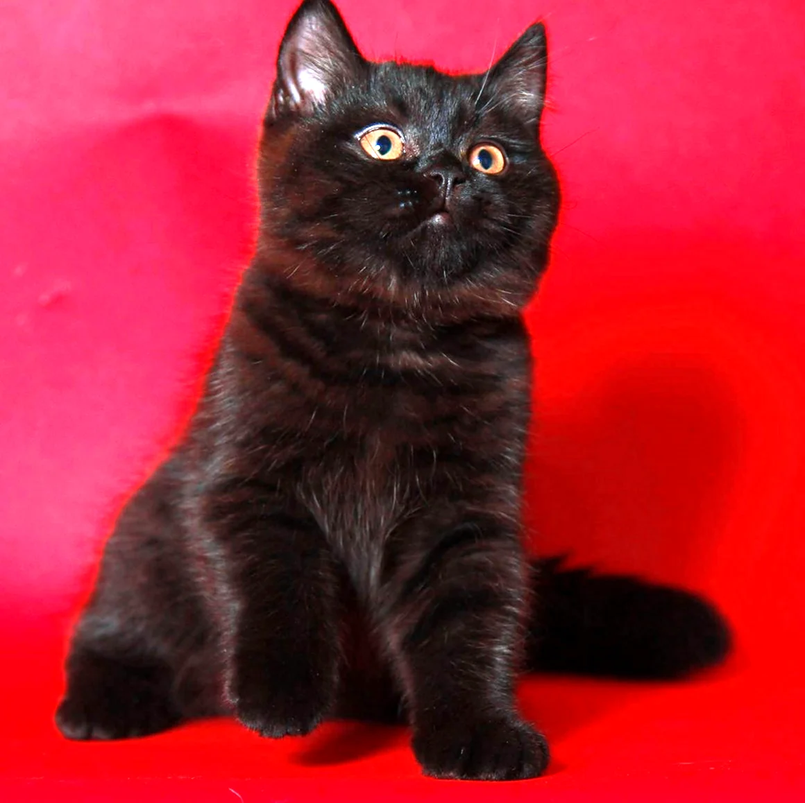 Британская прямоухая кошка черная