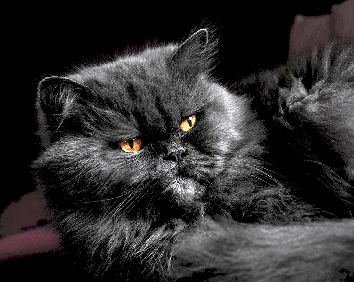 Британские черные пушистые коты