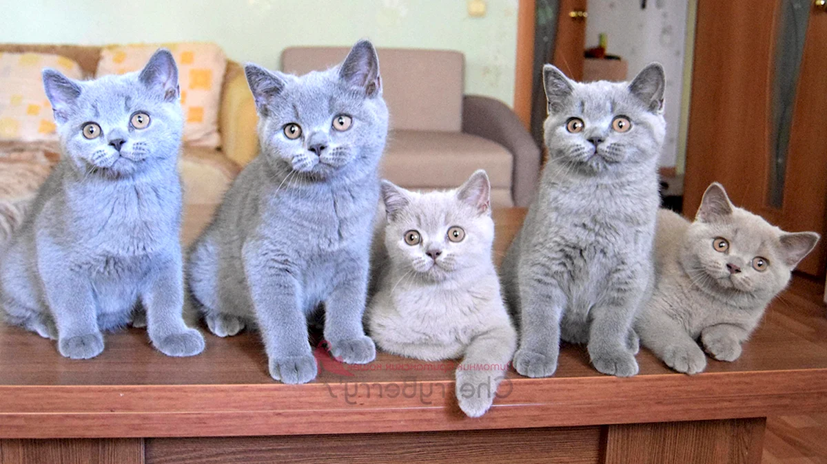 Британские голубые и лиловые котята