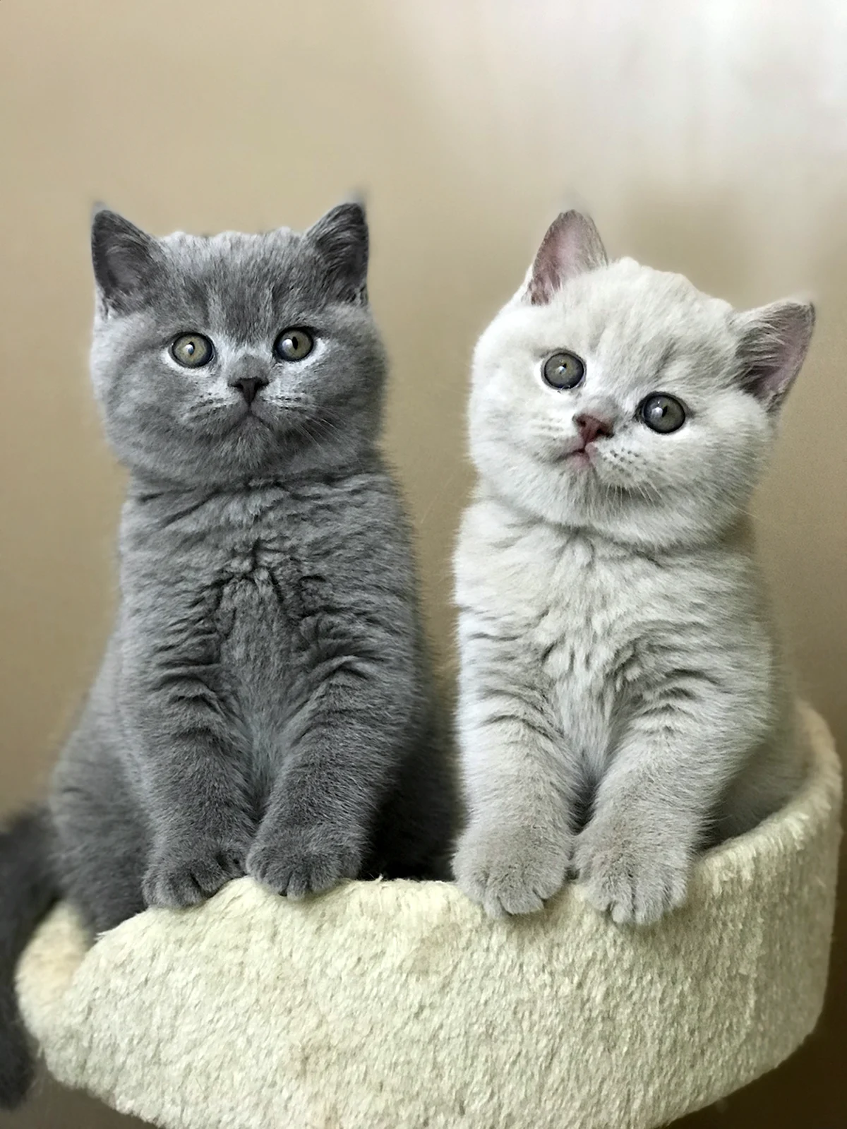 Британские голубые котята