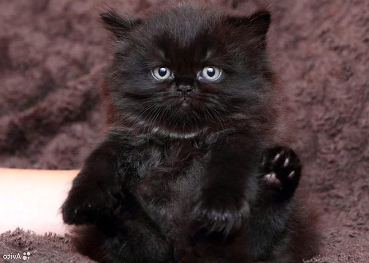Британский длинношерстный котенок черный