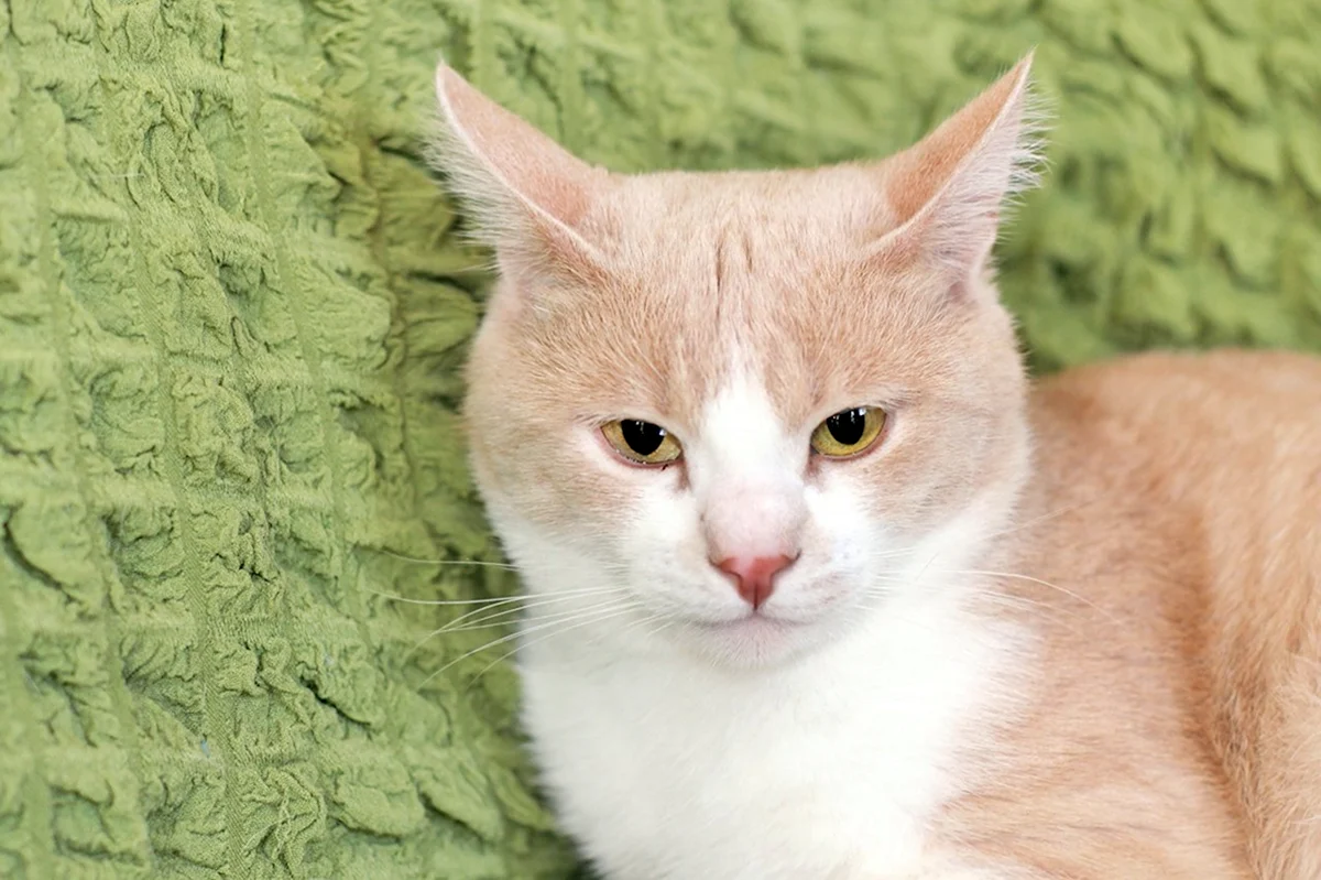 Британский Карташевский кот персиковый