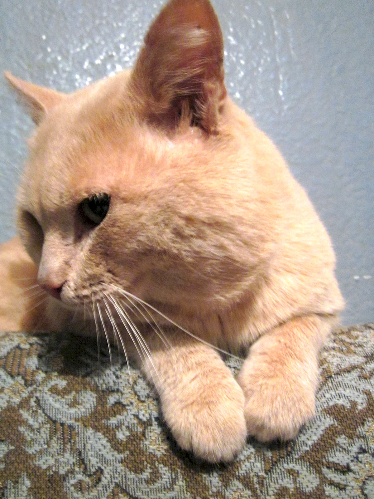 Британский Карташевский кот персиковый