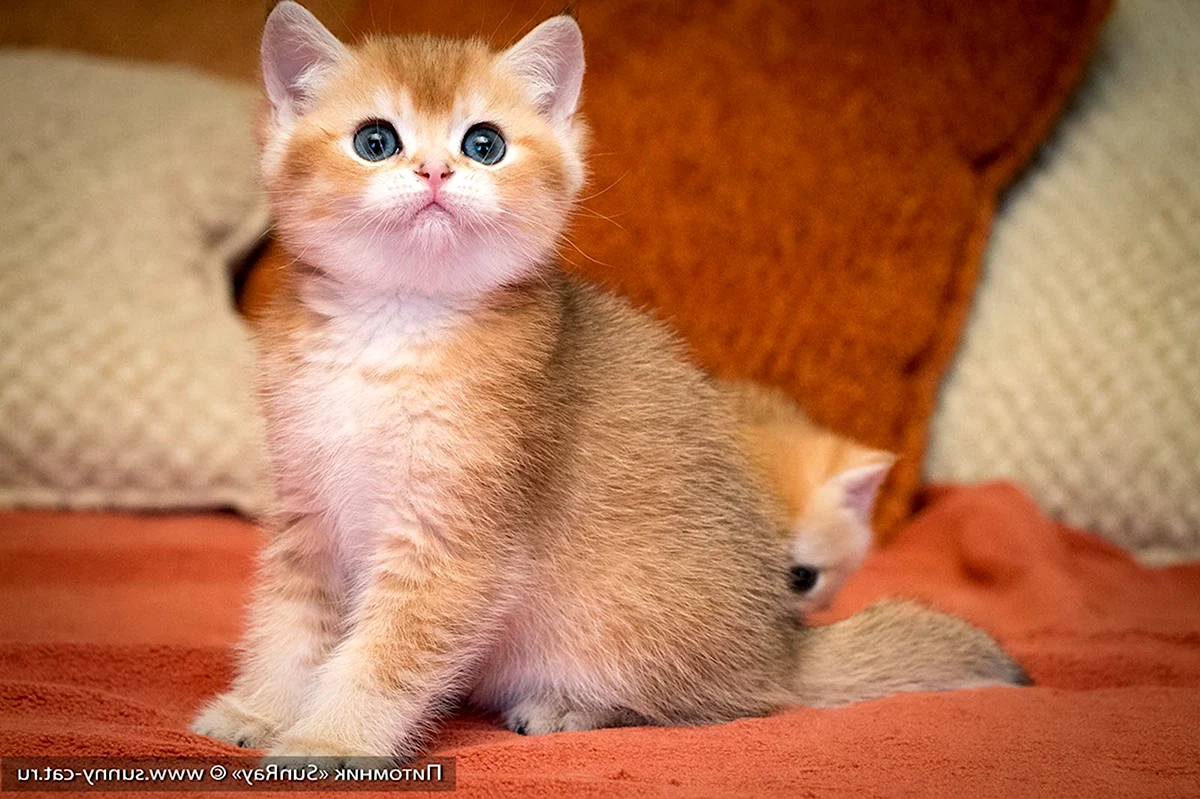 Британский короткошерстный кот персиковый