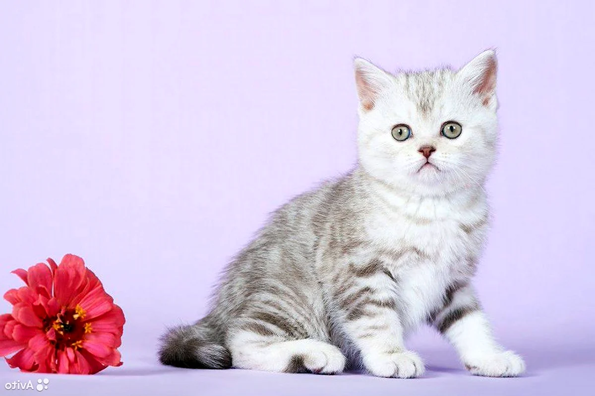 Британский короткошерстный кот серебристый мрамор