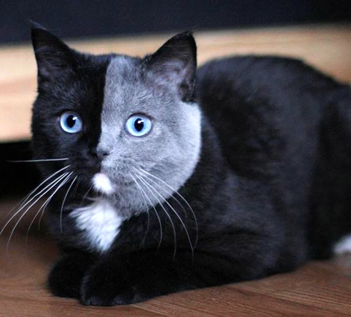 Британский кот черный биколор