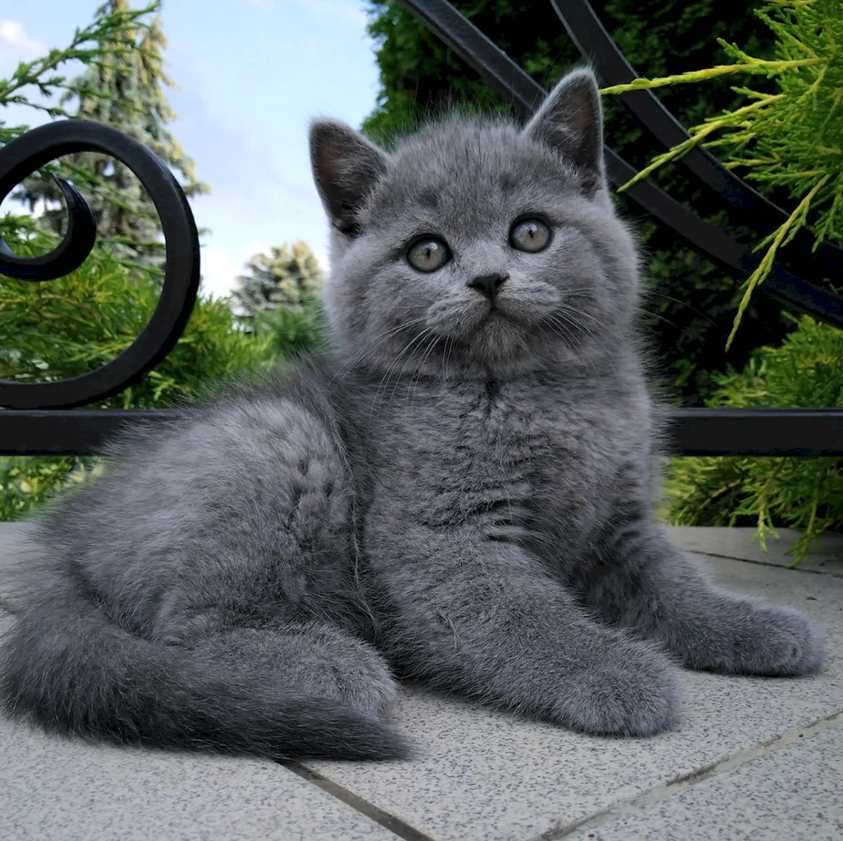 Британский кот голубого окраса
