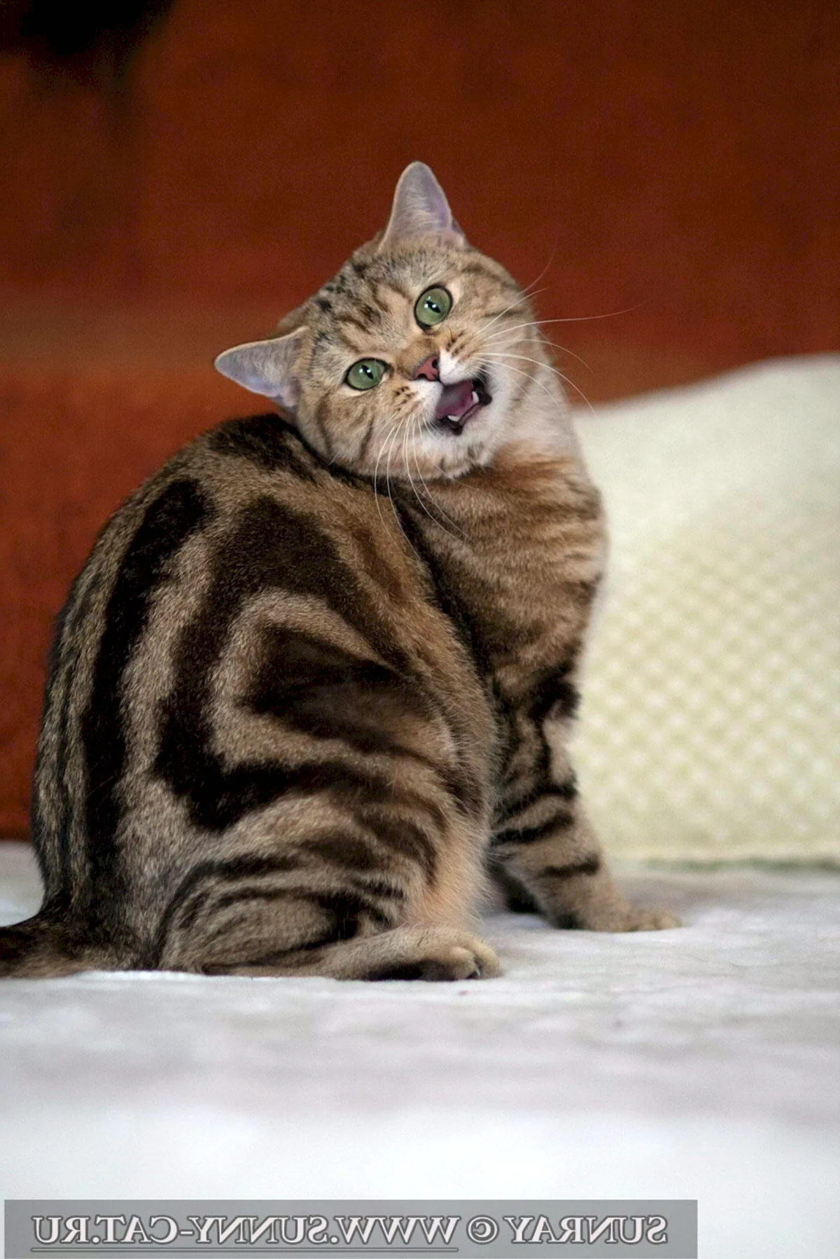 Британский кот мраморный табби
