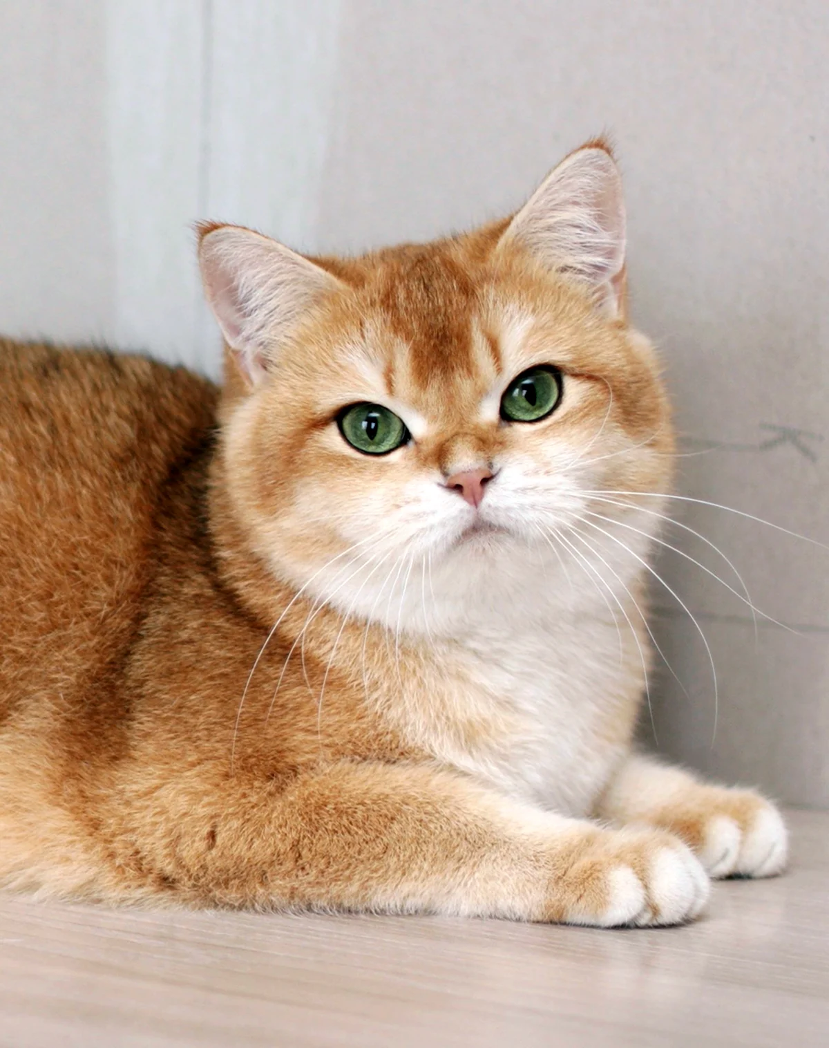 Британский кот персиковый