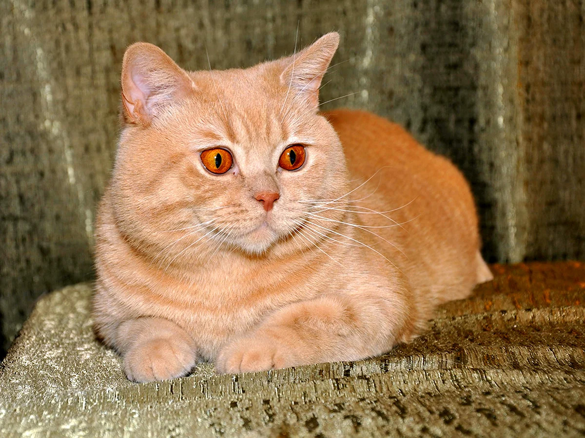 Британский кот прямоухий персиковый
