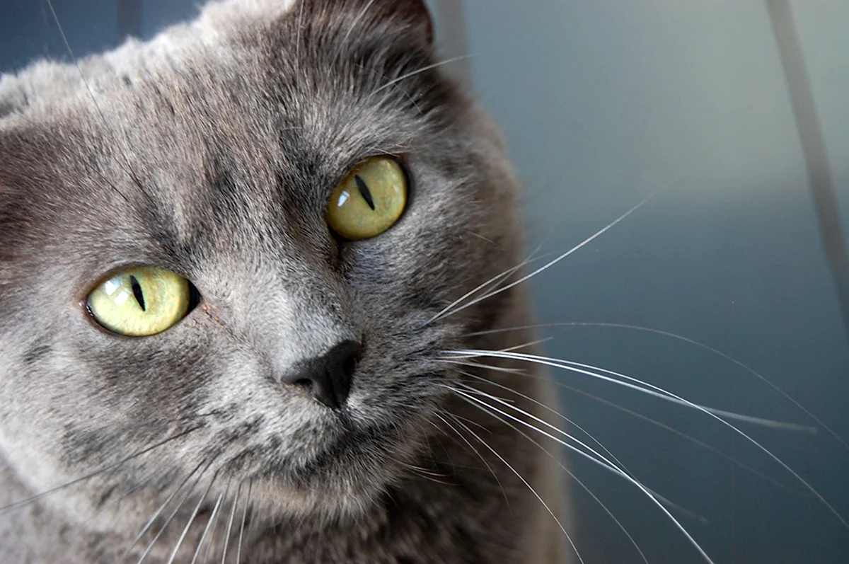 Британский кот с зелеными глазами