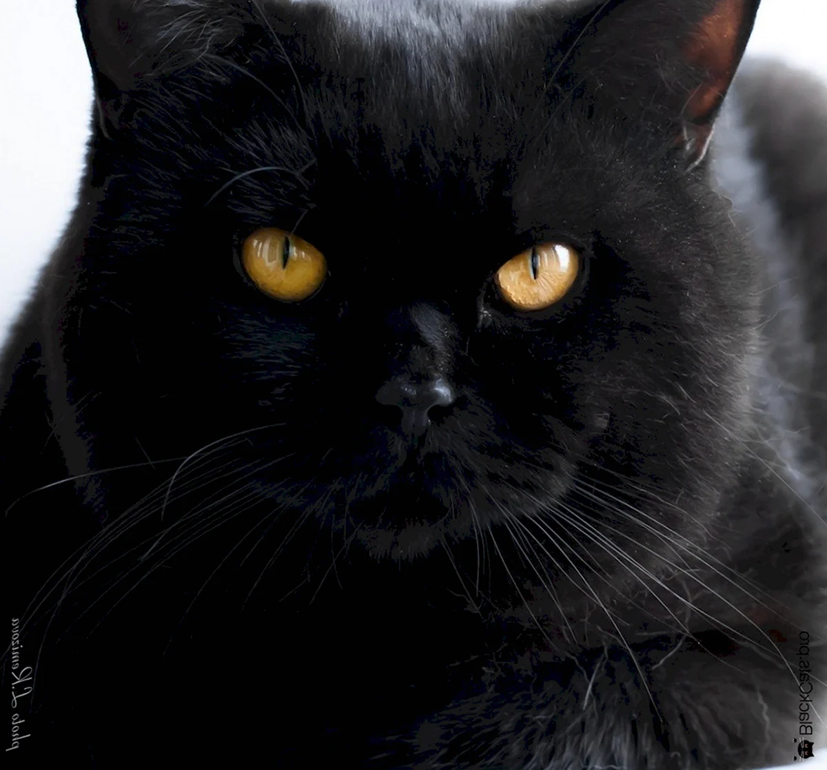 Британский прямоухий кот черный