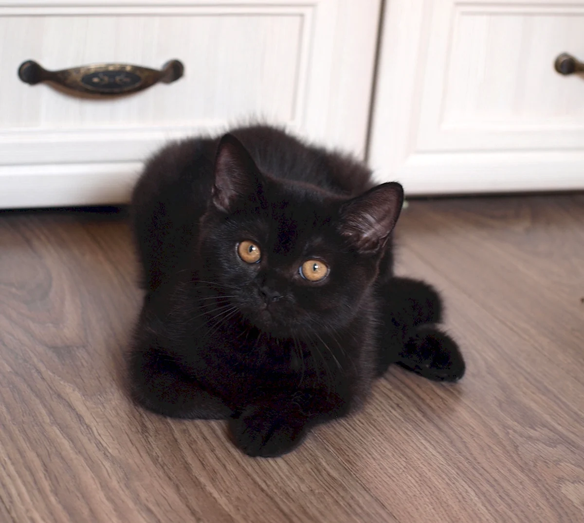 Британский прямоухий котенок черный