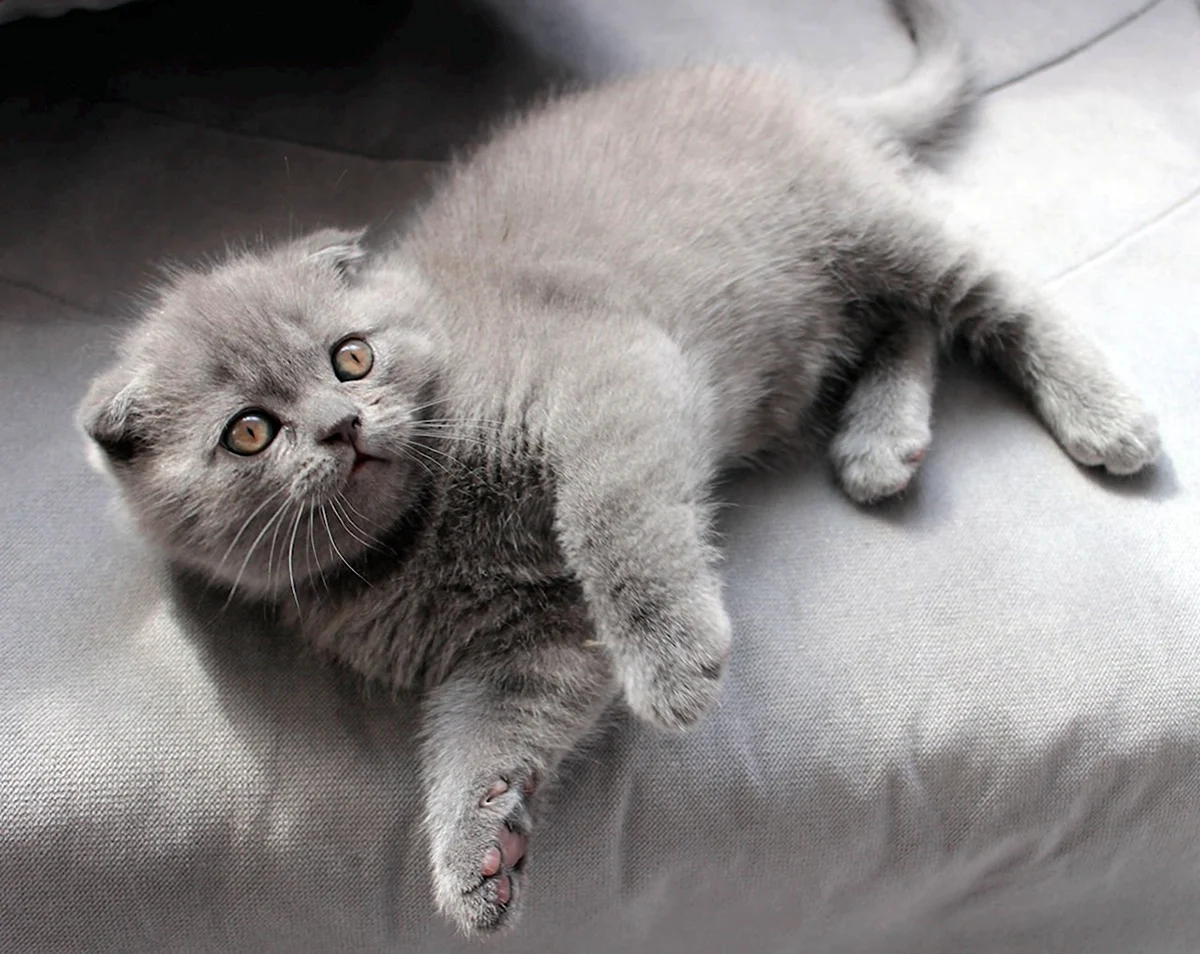 Британский вислоухий котенок серый