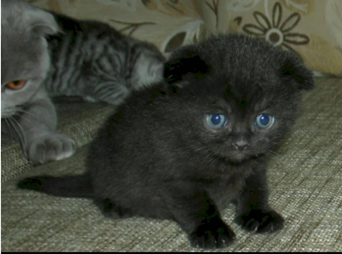 Британский вислоухий котенок смешанной породы чёрный 1 месяц