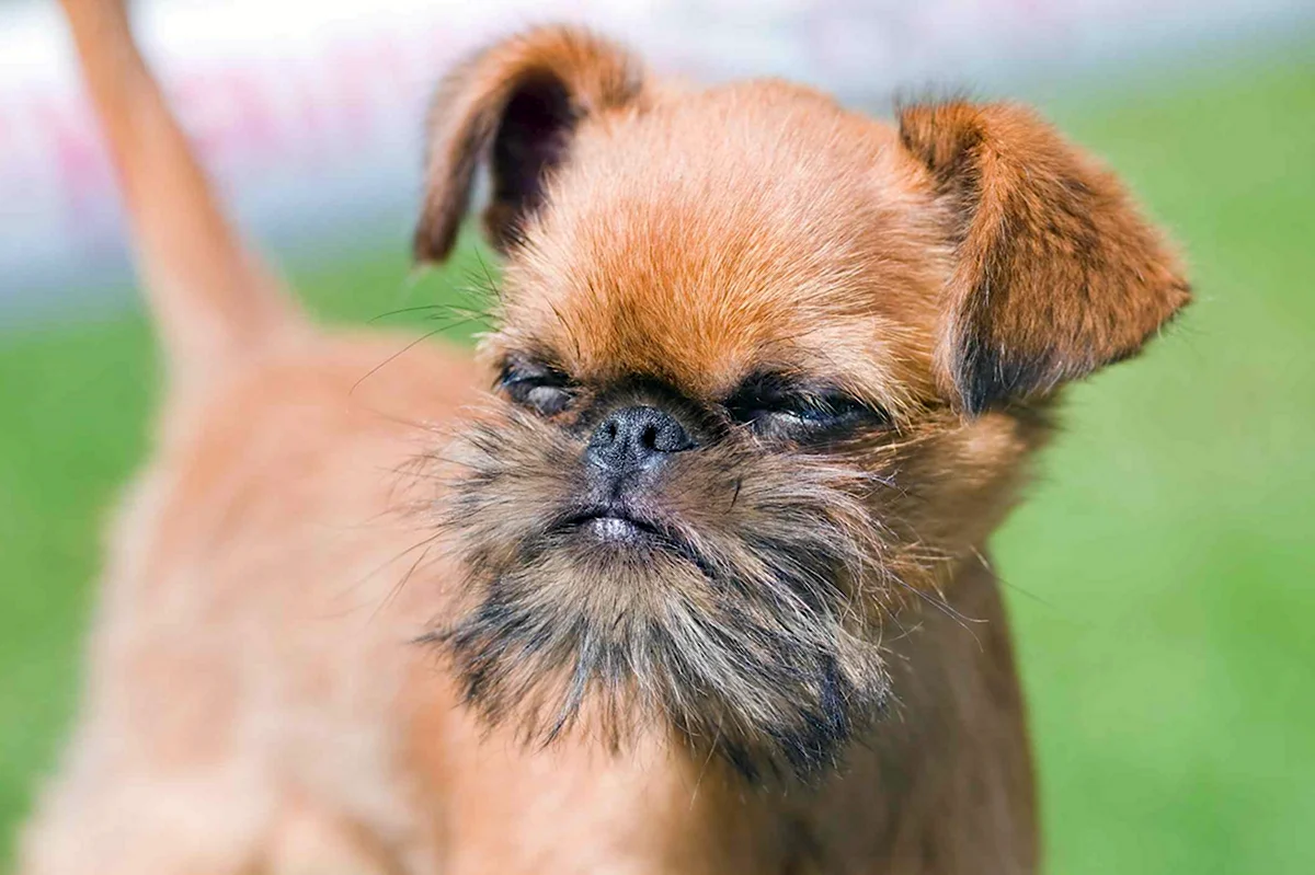 Брюссельский гриффон маленькая собачка с бородой