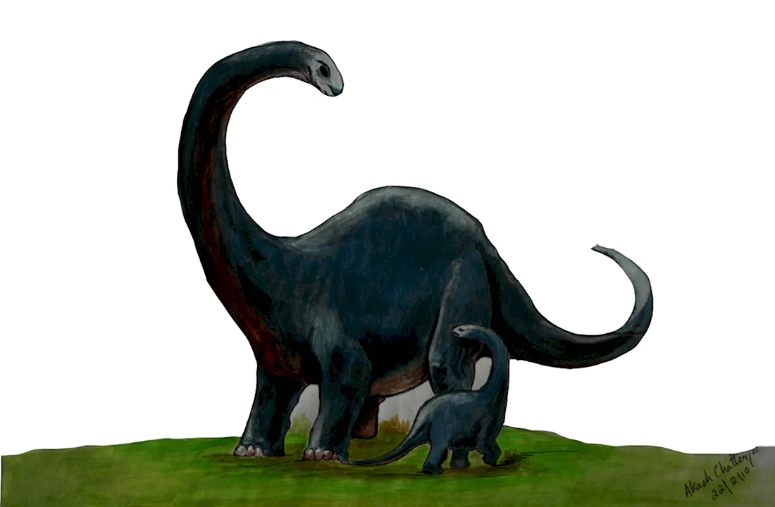Brontosaurus baxteri