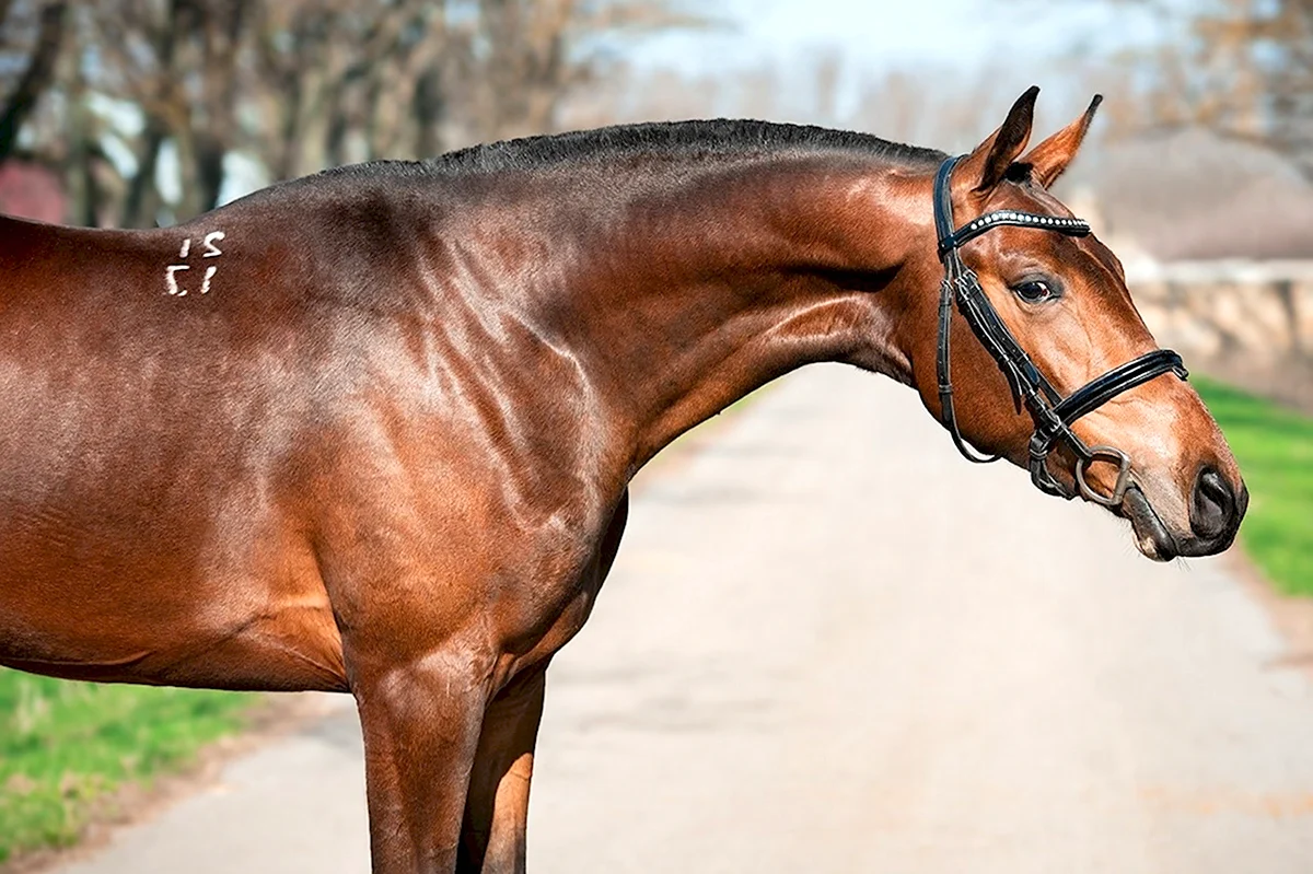 Будённовская лошадь караковая