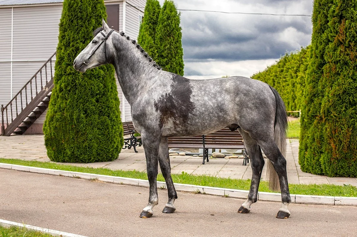 Будённовская лошадь серая масть