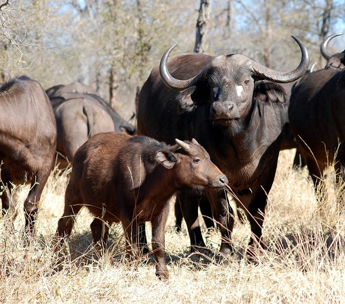 Buffalo буйвол