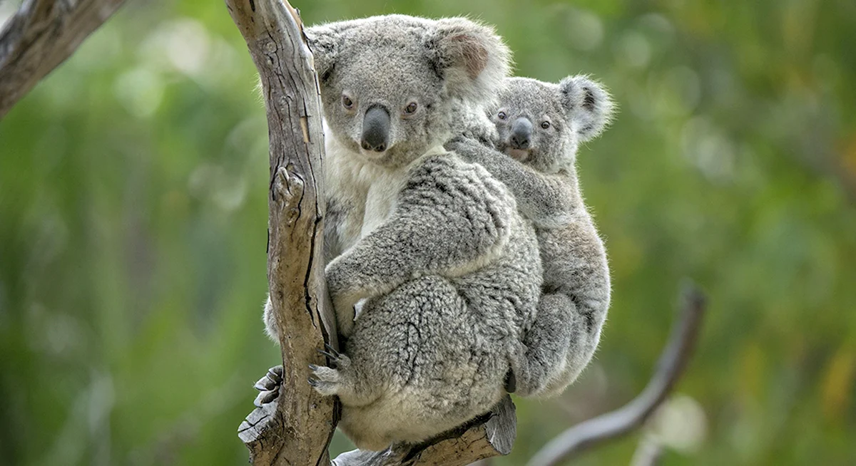 Буйная коала