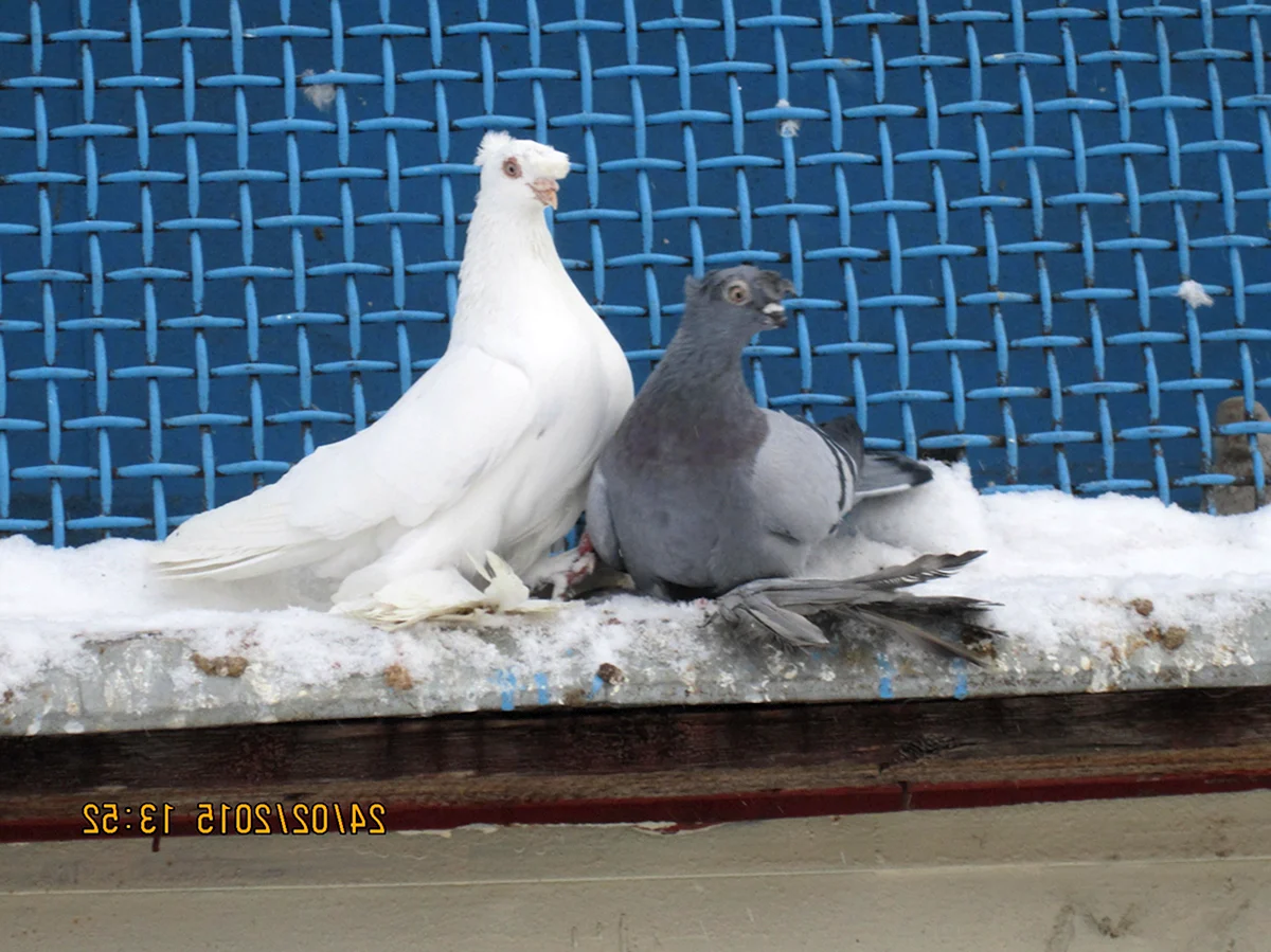 Бухарские бойные двухчубые голуби