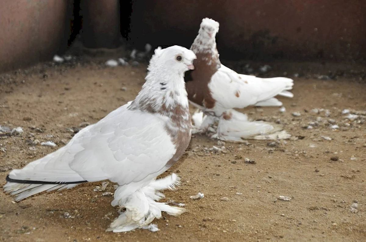 Бухарские двухчубые голуби