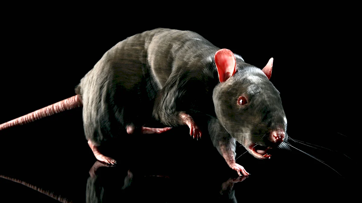 Бульдоговая крыса
