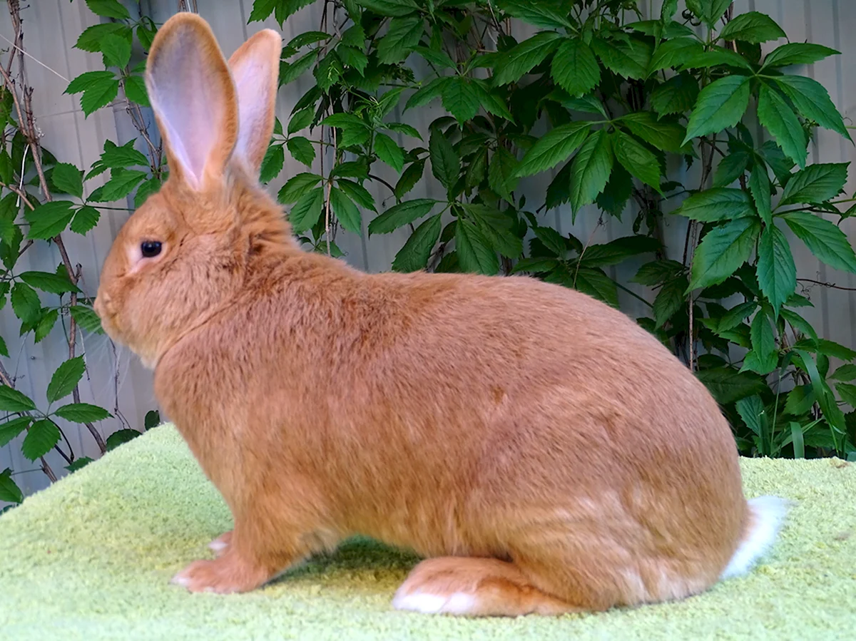 Бургундский кролик фото