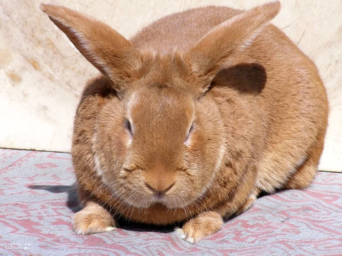 Бургундский кролик кролик