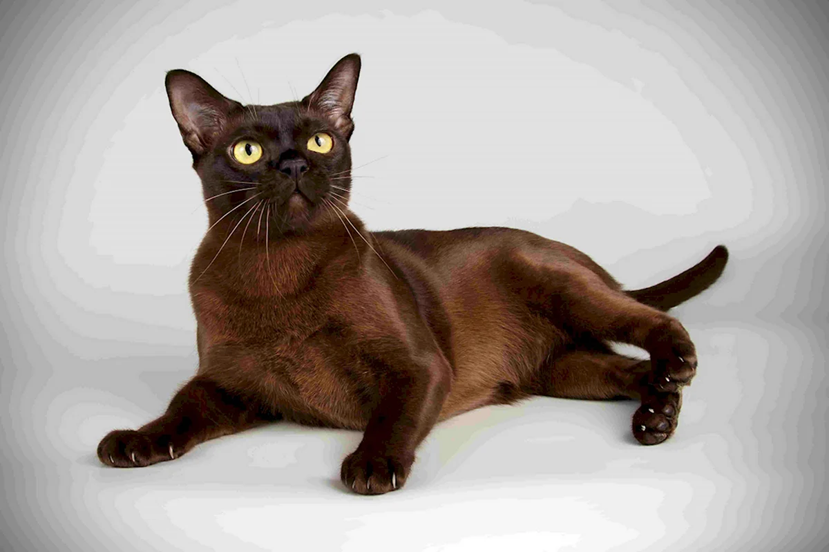 Бурманская короткошерстная кошка черная