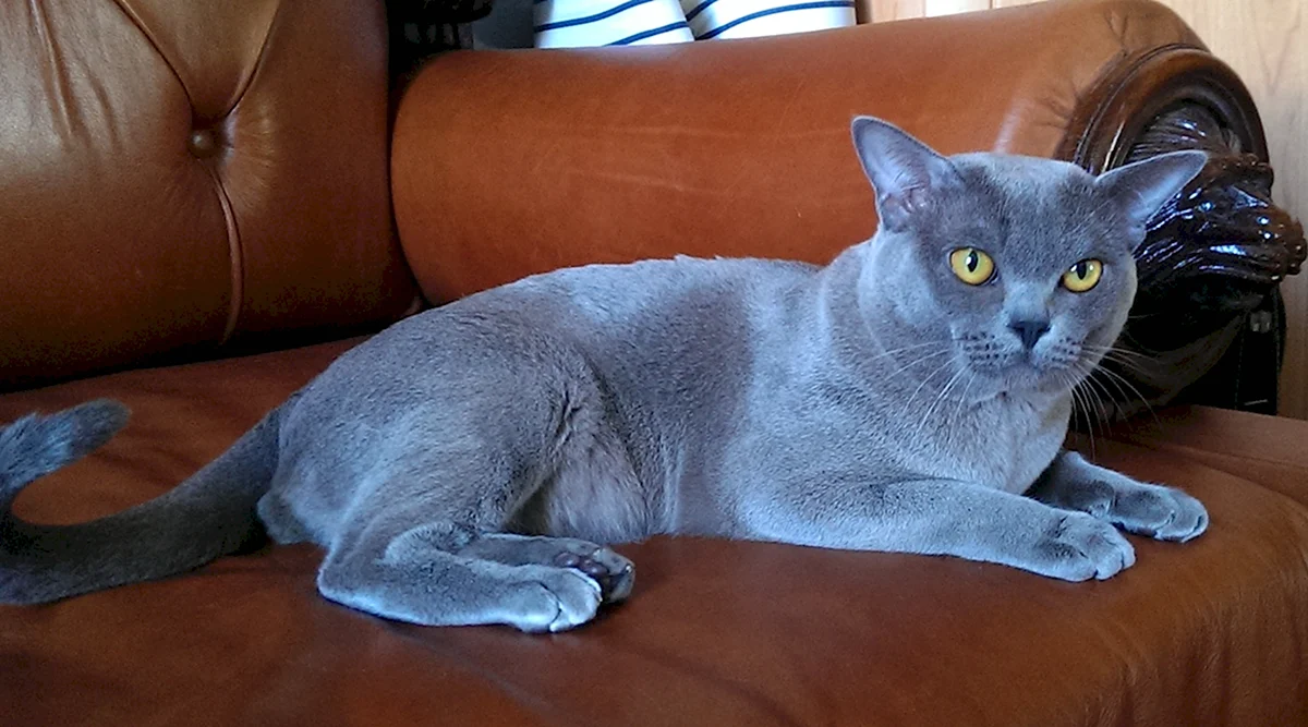 Бурманская кошка голубая