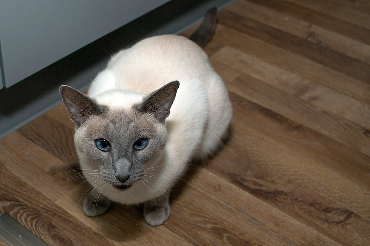 Бурмилла кошка голубоглазая