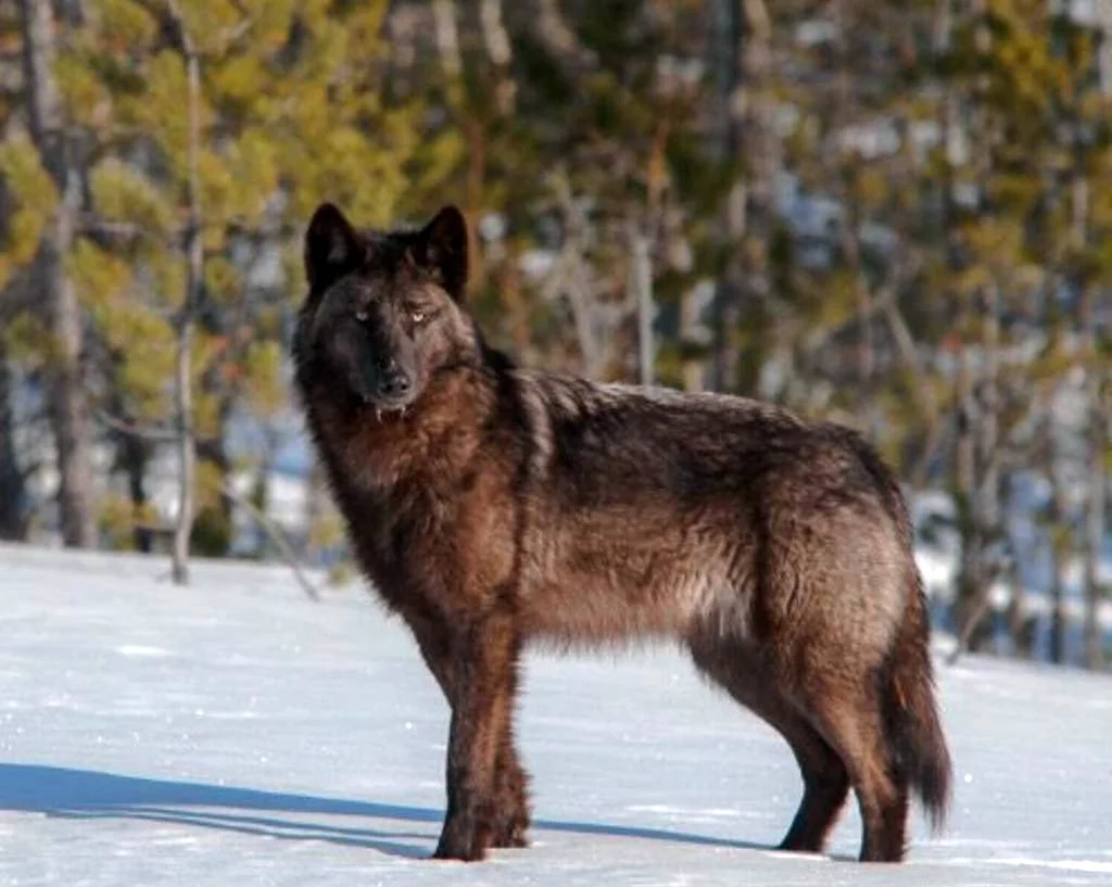 Бурый канадский волк