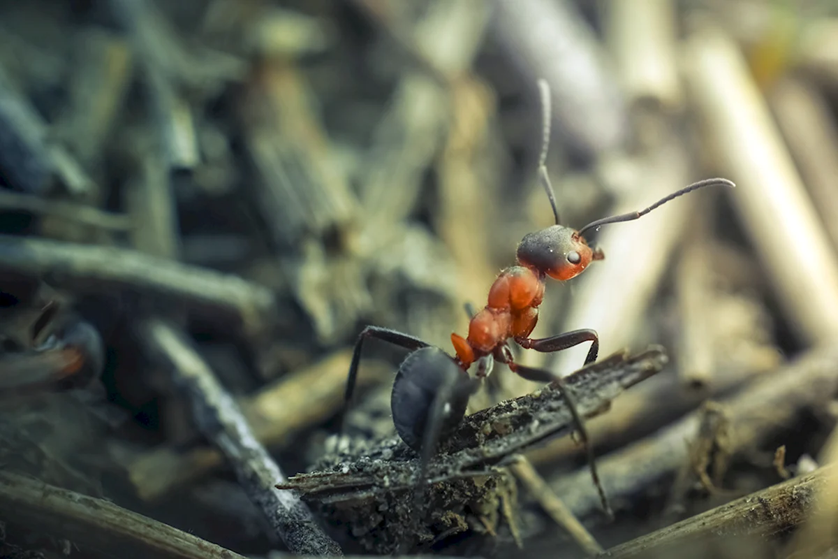 Бурый Лесной муравей