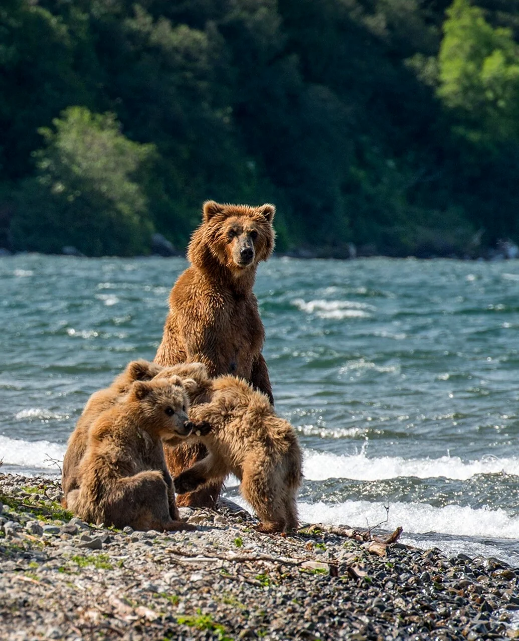 Бурый медведь Байкал