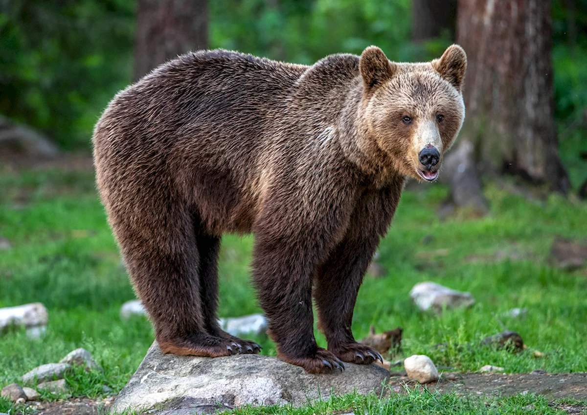 Бурый медведь Финляндия