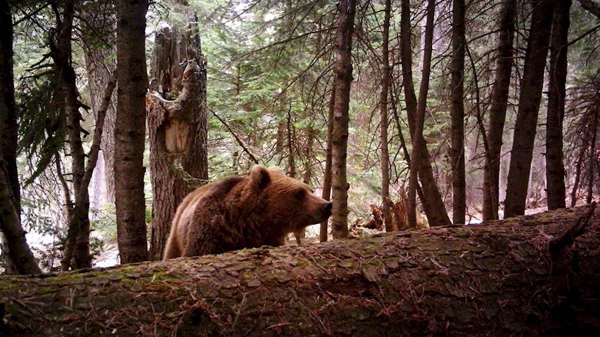 Бурый медведь Кавказского биосферного заповедника